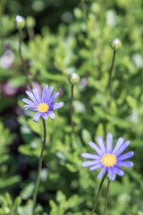 Blue Daisy with a cobalt blue color. blue felicia, blue daisy bush, blue marguerite,...