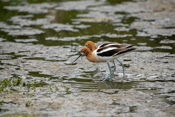 Obraz premium The American Avocet in a natural mart environment