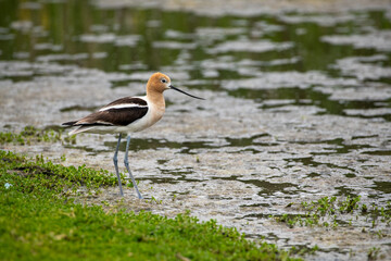 The American Avocet in a natural mart environment