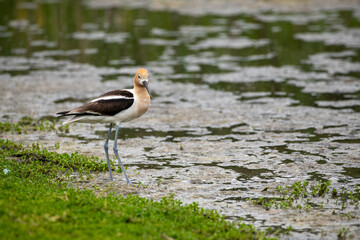 The American Avocet in a natural mart environment