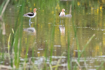 The American Avocet in a natural mart environment
