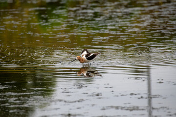 The American Avocet in a natural mart environment
