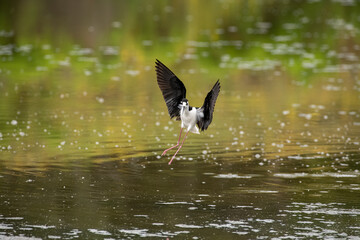 Black Necked stilt in a marsh setting