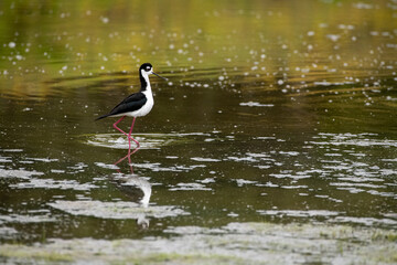 Black Necked stilt in a marsh setting