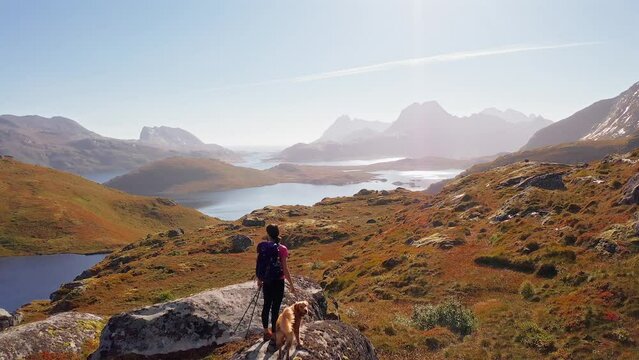 Aerial view of a beautiful hiker and her golden retriever dog, running to admire the view, Ryten Kvalvika Beach hike, Lofoten Islands, Norway.