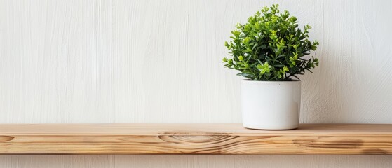 Single green plant in a white pot on a wooden shelf, minimalist decor, simple and soothing, easy on the eyes