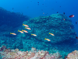 美しいアカヒメジ、ホウライヒメジ（ヒメジ科）、オヤビッチャ（スズメダイ科）他の群れ。

日本国静岡県伊豆半島賀茂郡南伊豆町中木から渡し船で渡るヒリゾ浜にて。
2022年夏水中撮影。

Yellowfin goatfish (Mulloidichthys vanicolensis), Sergeant Major (Abudefduf vaigiensis), Whitesaddle goatfis