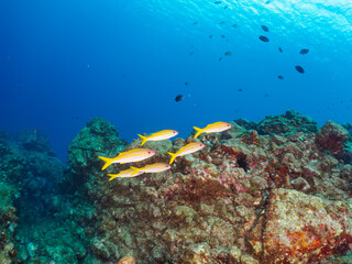 Fototapeta premium 美しいアカヒメジ、ホウライヒメジ（ヒメジ科）、オヤビッチャ（スズメダイ科）他の群れ。日本国静岡県伊豆半島賀茂郡南伊豆町中木から渡し船で渡るヒリゾ浜にて。 2022年夏水中撮影。Yellowfin goatfish (Mulloidichthys vanicolensis), Sergeant Major (Abudefduf vaigiensis), Whitesaddle goatfis