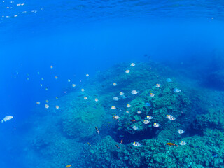 Fototapeta premium 美しいオヤビッチャ（チョウチョウウオ科）、ホウライヒメジ（ヒメジ科）他の群れ。日本国静岡県伊豆半島賀茂郡南伊豆町中木から渡し船で渡るヒリゾ浜にて。 2022年夏水中撮影。Beautiful schools of Sergeant Major (Abudefduf vaigiensis), Whitesaddle goatfish (Parupeneus ciliatus), and oth
