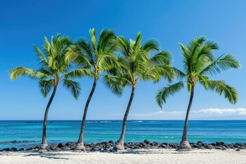Obraz premium Big Island of Hawaii - Group of Coconut Palm Trees on Sandy Beach with Blue Skies
