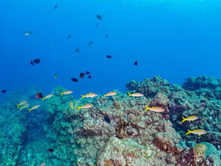 美しいアカヒメジ、ホウライヒメジ（ヒメジ科）、オヤビッチャ（スズメダイ科）他の群れ。

日本国静岡県伊豆半島賀茂郡南伊豆町中木から渡し船で渡るヒリゾ浜にて。
2022年夏水中撮影。

Yellowfin goatfish (Mulloidichthys vanicolensis), Sergeant Major (Abudefduf vaigiensis), Whitesaddle goatfis
