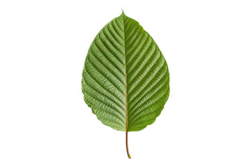 Fototapeta premium Kratom leaf isolated on a white background