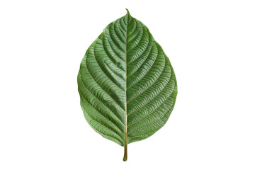 Obraz premium Kratom leaf isolated on a white background