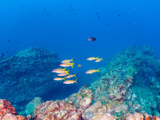 美しいアカヒメジ、ホウライヒメジ（ヒメジ科）、オヤビッチャ（スズメダイ科）他の群れ。

日本国静岡県伊豆半島賀茂郡南伊豆町中木から渡し船で渡るヒリゾ浜にて。
2022年夏水中撮影。

Yellowfin goatfish (Mulloidichthys vanicolensis), Sergeant Major (Abudefduf vaigiensis), Whitesaddle goatfis