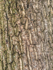 The texture of the bark of an old willow. Detailed bark texture. Natural background