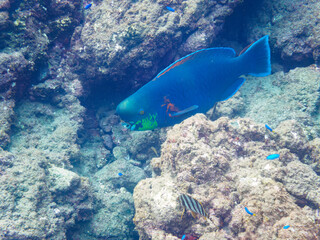 大きく美しいアオブダイ（ブダイ科）。

日本国静岡県伊豆半島賀茂郡南伊豆町中木から渡し船で渡るヒリゾ浜にて。
2022年夏水中撮影。

A large and beautiful Knobsnout Parrotfish (Scarus ovifrons).

Hirizohama beach, by ferry from Nakagi, Minami-Izu-cho,  Izu Peninsul