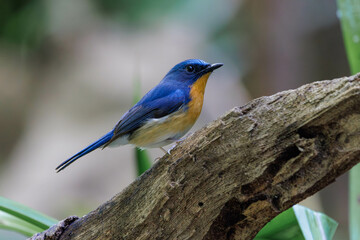 Obraz premium Tickell's Blue Flycatcher