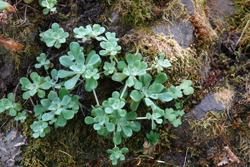 Closeup on the North-American broadleaf yellow or spoon-leaved stonecrop Sedum spathulifolium