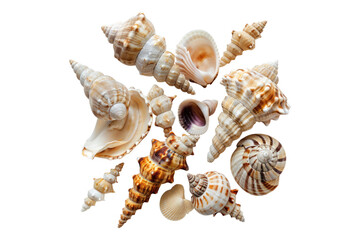 Obraz premium Seashell isolated on a white background