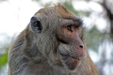A monkey species native to Southeast Asia called the crab-eating macaque (Macaca fascicularis), also known as the long-tailed macaque or cynomolgus monkey.