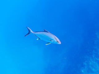 キビナゴの大群を襲う迫力あるカンパチとツムブリ（アジ科）の群れ。

日本国静岡県伊豆半島賀茂郡南伊豆町中木から渡し船で渡るヒリゾ浜にて。
2022年夏水中撮影。

Greater Amberjack (Seriola dumerili) and Rainbow Runner (Elagatis bipinnulata) (horse mackerel family) attacking a lar