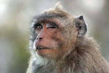A crab-eating macaque (Macaca fascicularis) with wounded eye, also known as the long-tailed macaque or cynomolgus monkey.