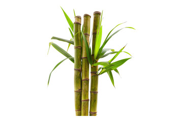 sugar cane stalk isolated on a white background