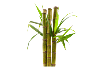 sugar cane stalk isolated on a white background