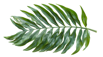 Green leaf of palm tree isolated on a transparent background