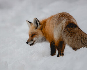 Red Fox on snow in Rocky Mountains National Park