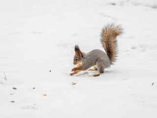 Squirrel hides nuts in the white snow
