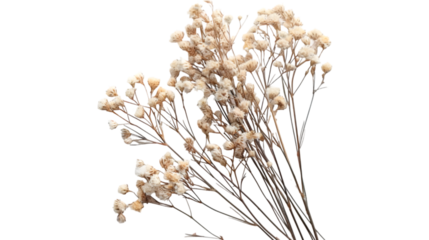 rustic flower isolated on a transparent background