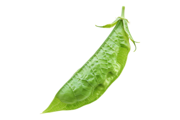 Winged been isolated on a white background