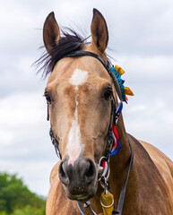 Portrait of a purebred horse.