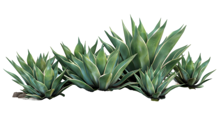 Agave bush isolated on a transparent background