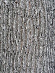 Bark texture and background of a old tree trunk. Detailed bark texture.