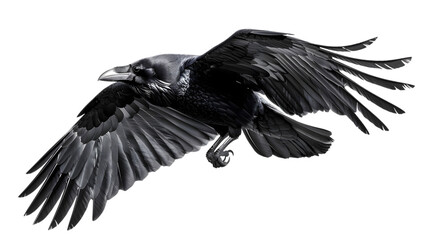flying raven isolated on a transparent background