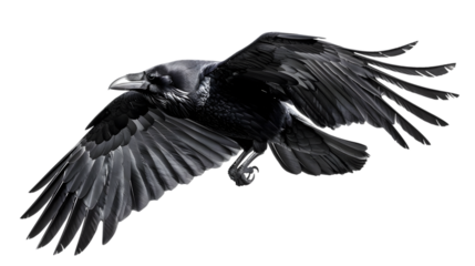 flying raven isolated on a transparent background