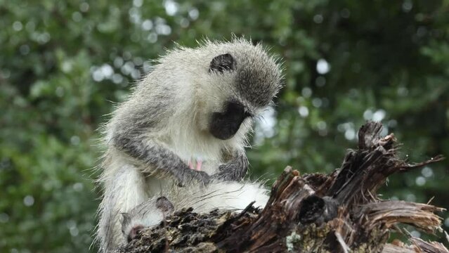 A mother vervet monkey grooming her young offspring all over by looking for fleas and mites while sitting on a log in the rain in the Kruger National Park in South Africa.