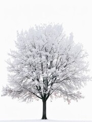 Fototapeta premium Frost-covered trees in winter stand against an isolated white background with space for text