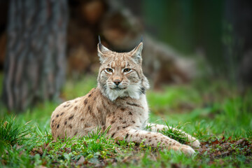 Naklejka premium Lynx sitting in the grass in the woods