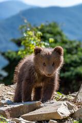 Brown bear cub walking across rocky hillside