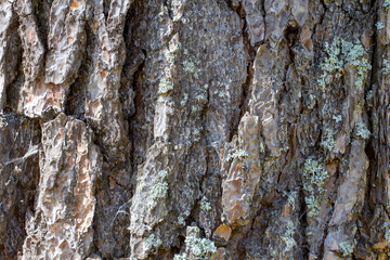 the structure of the bark of trees growing in coniferous and deciduous forests, close-up