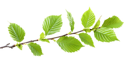 Green elm tree twig, branch isolated on a transparent background