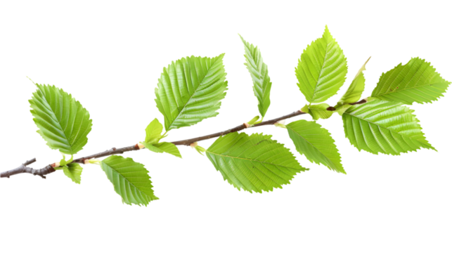 Green elm tree twig, branch isolated on a transparent background
