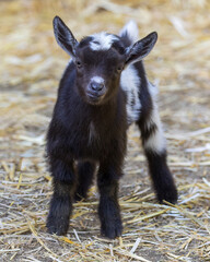 12-Days-Old Pigmy Goat Kid in an Animal Pen.