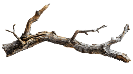 Old rotten branch isolated on a transparent background