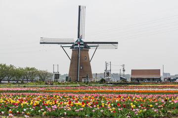 風車のあるチューリップ畑の風景
