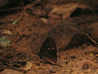 Butterflies in the forest feed on minerals in the soil.      