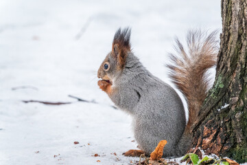 Portrait of a squirrel in winter on white snow background